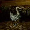 Solar Silhouette Duck - 43x12x27.5cm -Home Lighting 12912162 1925042096120703